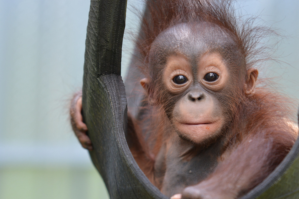 Drei Orang-Utan-Babys gerettet, doch dahinter steckt eine traurige Geschichte