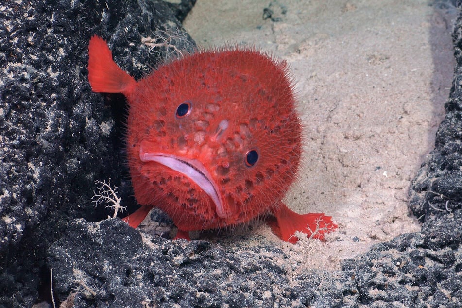 Eine Seekröte (Chaunacops) gehört zu den Arten, die während einer Tiefsee-Expedition an einem Unterwasser-Gebirgsrücken vor der Küste Chiles entdeckt wurden.