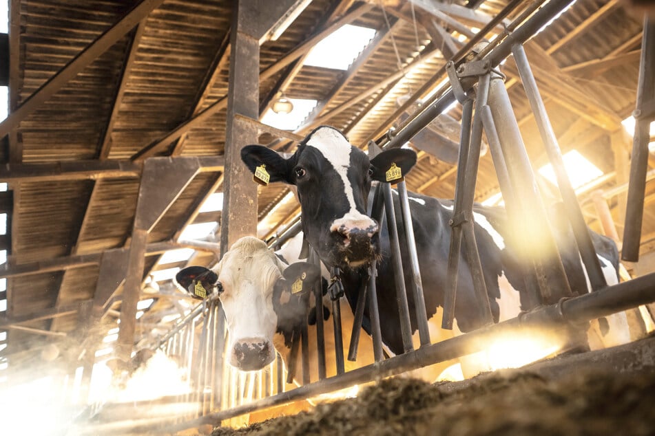 Der betroffene Landwirt will seinen Stall massiv erweitern. (Symbolbild)