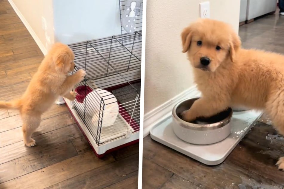 "Crazy" golden retriever puppy goes viral with water bowl antics