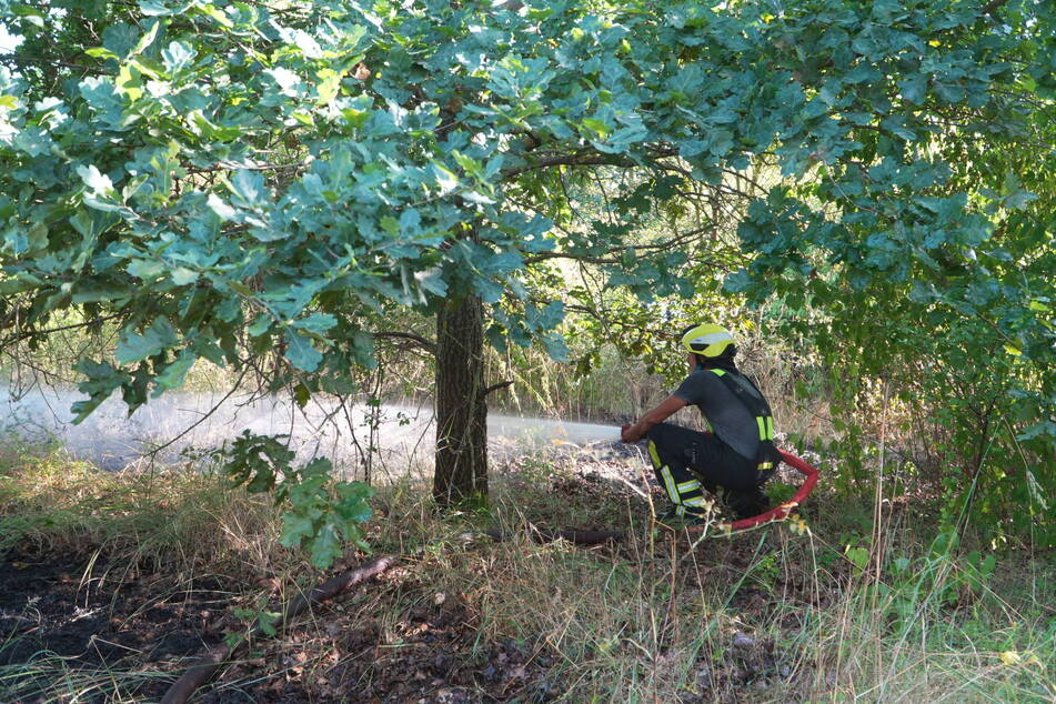 Brandbekämpfung im Unterholz: Seit Tagen sind Leipzigs Feuerwehren immer wieder in einem Waldstück in Grünau-Nord im Einsatz.