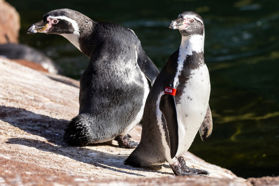 Diese Humboldt-Pinguine kommen von den Pazifikküsten Perus und Nordchiles.