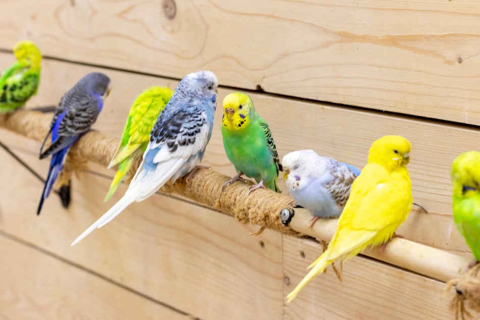 Die Farbvielfalt der Wellensittiche ist sehr groß.