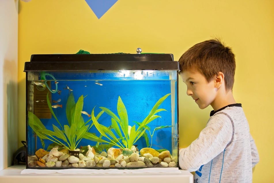 Ein Aquarium voller Fische bietet Kindern eine tolle Möglichkeit mal in eine völlig andere Welt einzutauchen.