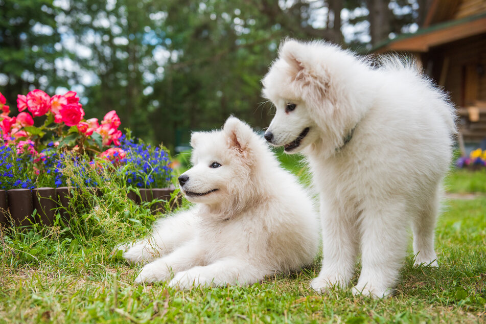 Weiße Hunde sind strahlend schön und existieren in den verschiedensten Größen.