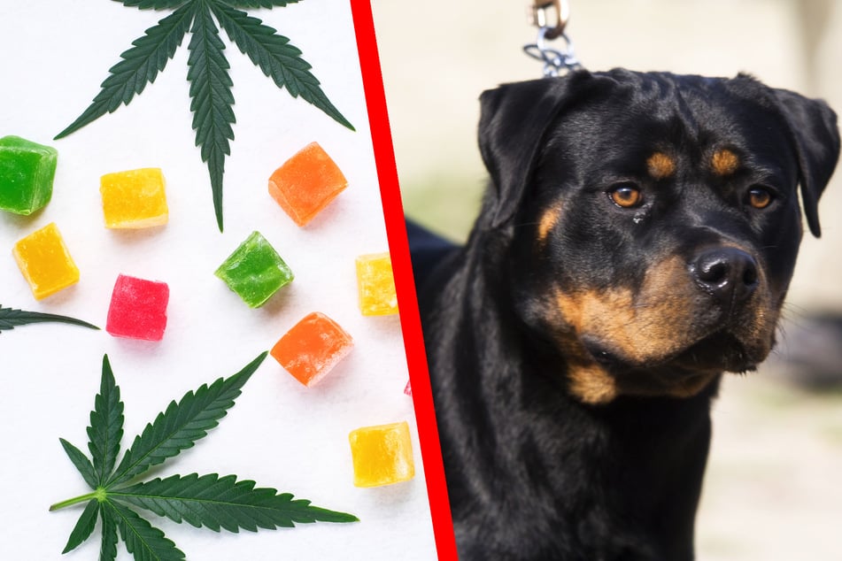 Frau gibt gestresstem Hund THC-Gummies, doch dann kippt die Situation