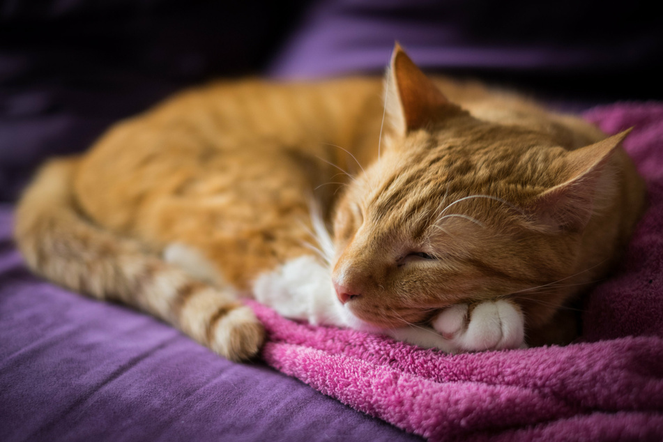 Ein kuscheliger Platz ohne Luftzug ist ein idealer Schlafplatz für Katzen.