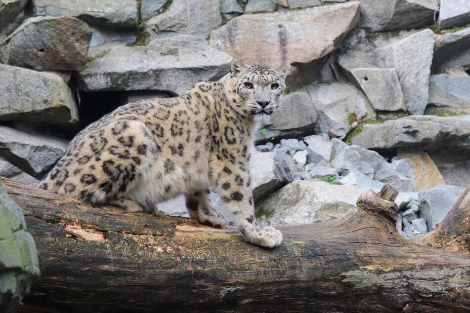 Schneeleopardin Layla lebt im Tierpark Berlin und ist für Besucher auch in den Wintermonaten in der Außenanlage zu sehen.