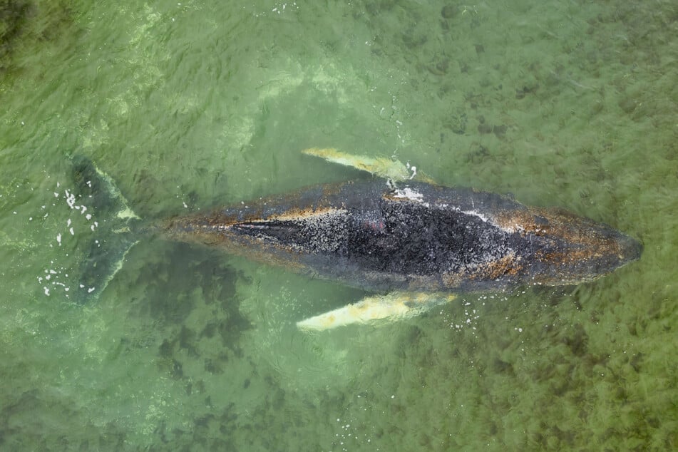 Befreiter Buckelwal ist wieder gestrandet: Bald erneuter Rettungsversuch?