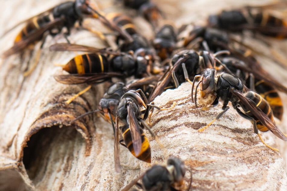 Asiatische Hornisse breitet sich massiv in Hessen aus: Landesamt mit Appell an Bürger