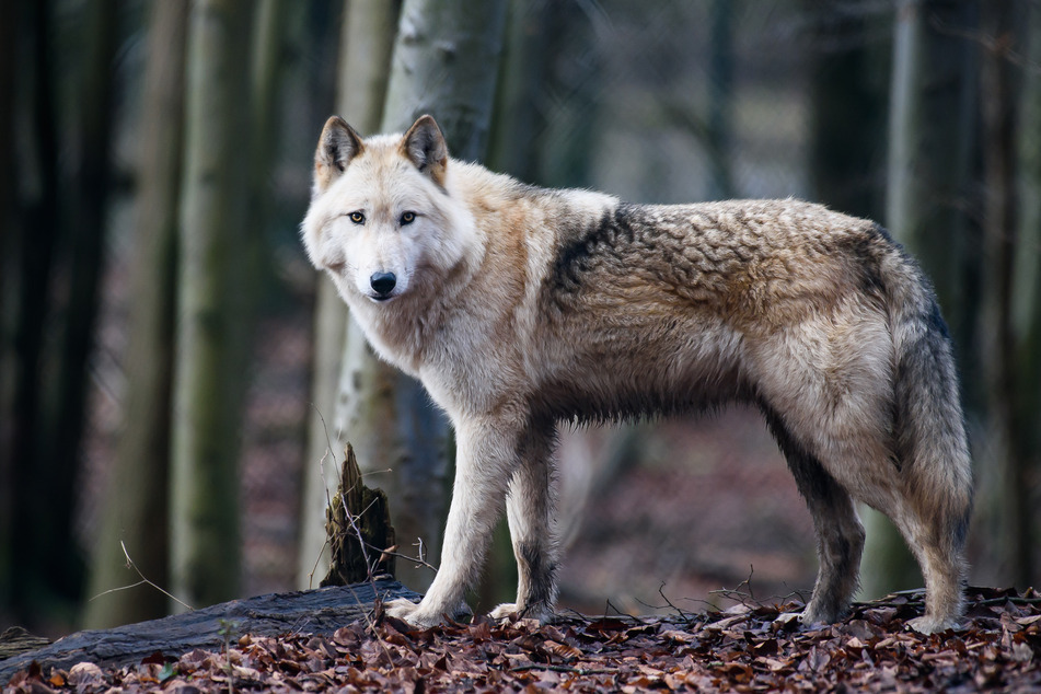 Wolfshybriden und Wolfhunde sind beliebt bei Hundeliebhabern.