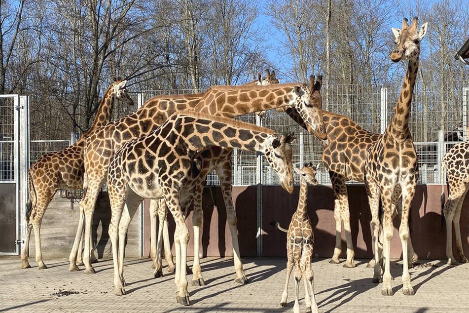 Große Sorge um Leipzigs älteste Giraffe: Wie lange hält Ashanti noch durch?