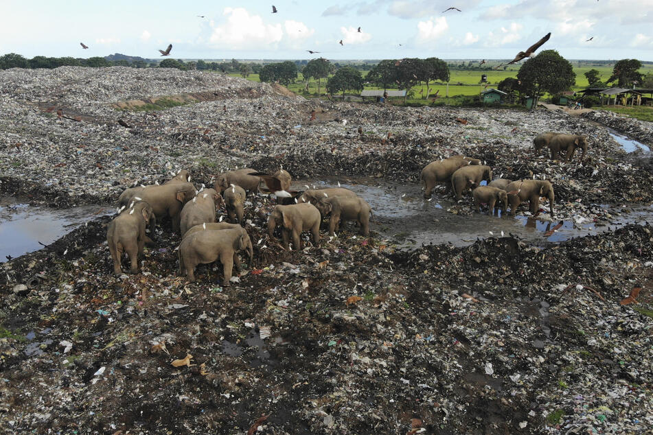 In den vergangenen acht Jahren sind etwa 20 Elefanten gestorben, nachdem sie Plastikmüll auf der Deponie gefressen hatten.