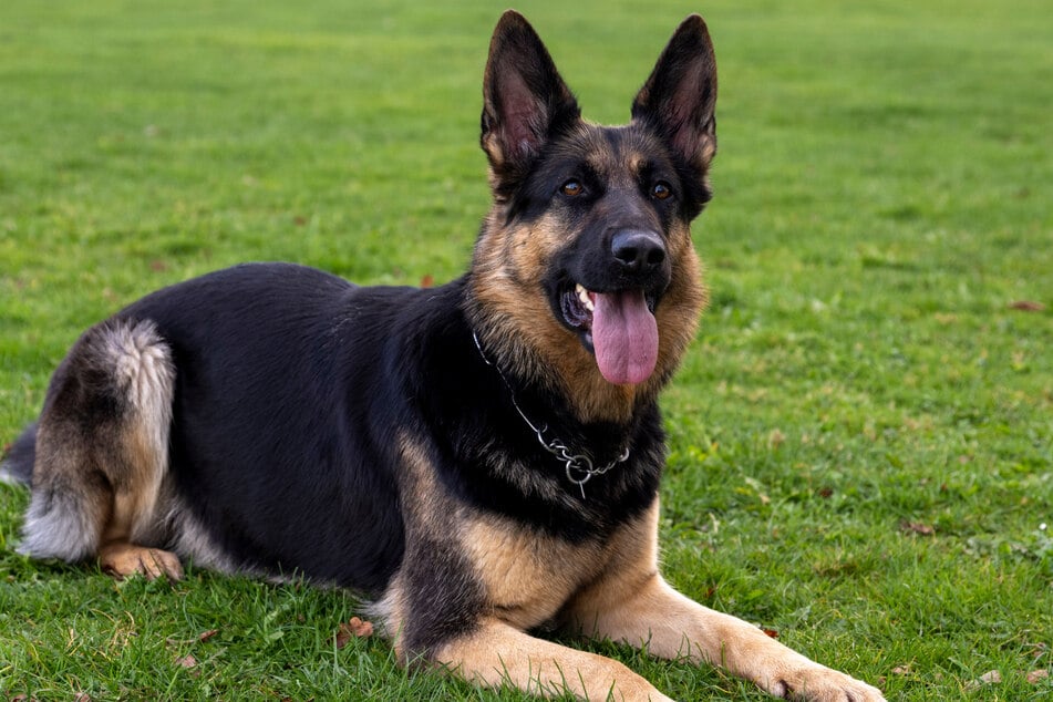 Waren ein Hund oder vielleicht auch mehrere Hunde in den Kampf involviert?