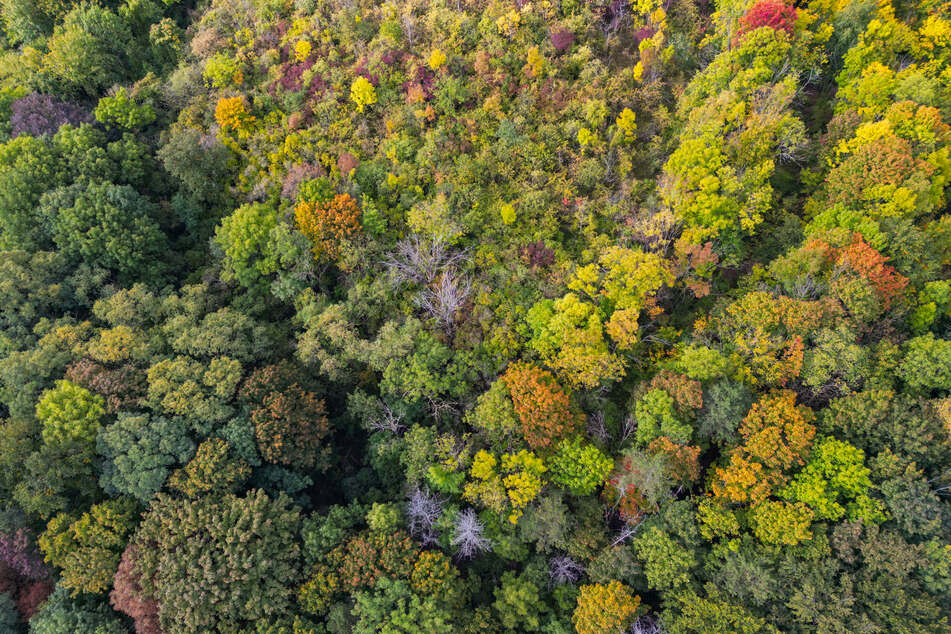 Sachsens Wälder sind durch die Nachtfröste im April teils massiv geschädigt worden.