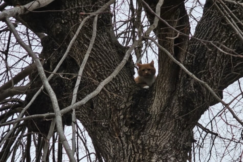 Die orangefarbene Katze saß hoch oben auf dem Baum und miaute herzzerreißend.
