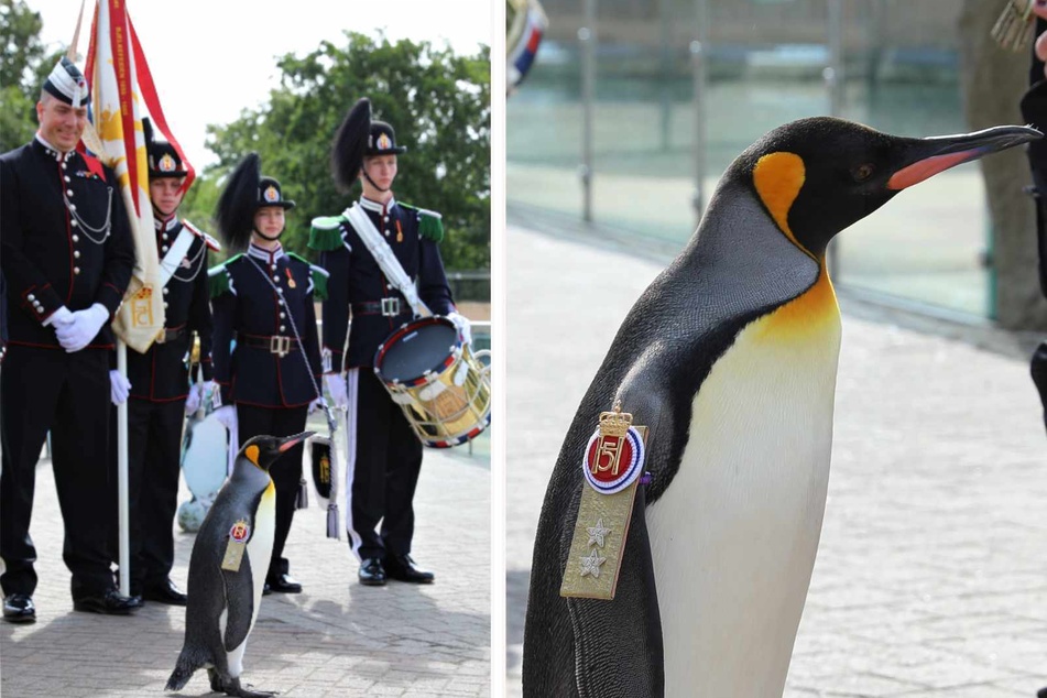 Für gutes Benehmen: Pinguin zum Generalmajor befördert
