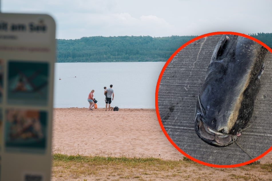 Neue Wels-Attacke im Brombachsee setzt Badegästen zu: "Habe schon Angst"