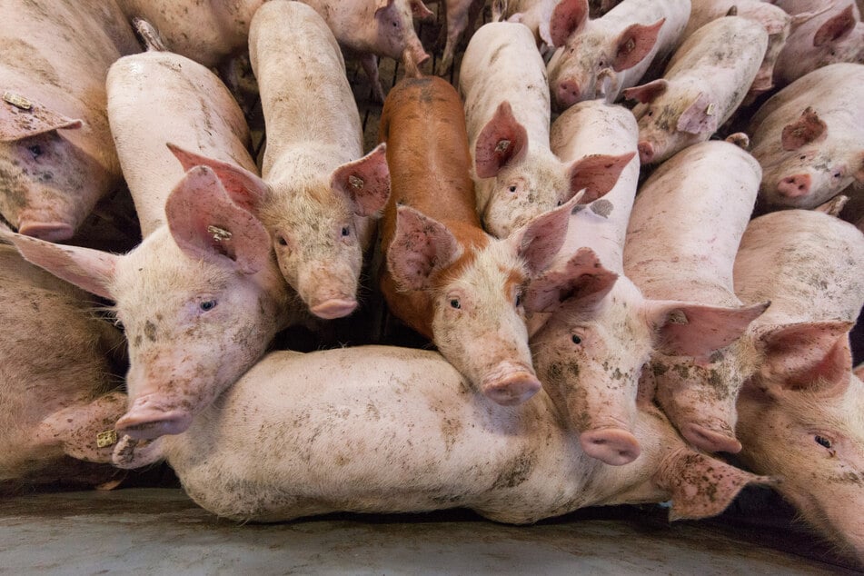 Schweine stehen in einem Stall.