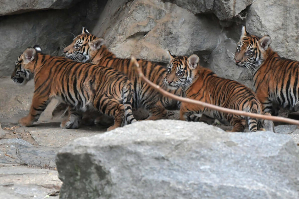 Die Tiger-Vierlinge sind im August 2018 im Berliner Tierpark zur Welt gekommen. Inzwischen sind zwei der Sumatra-Tiger verstorben. (Archivfoto)
