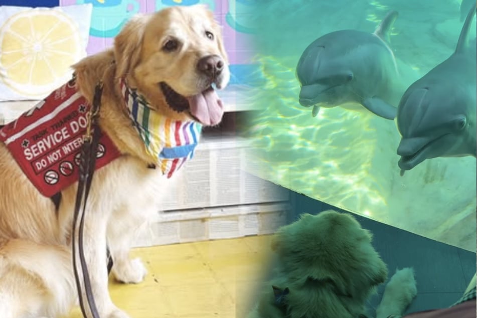 Una mujer en silla de ruedas va con su perro Golden Retriever al acuario: Lo que sucede en el estanque de los delfines es algo que nunca hubiera imaginado