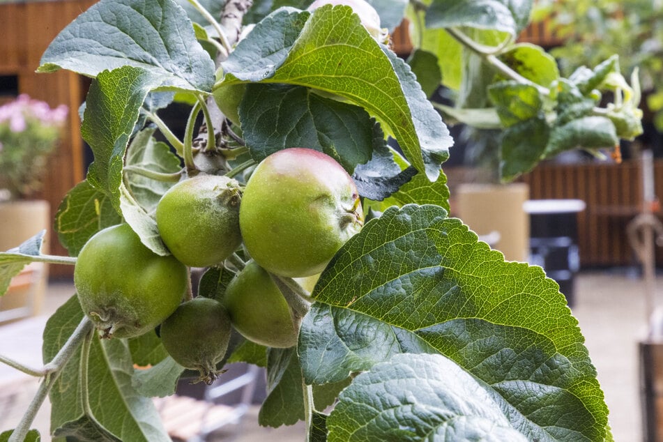 Fünf junge Apfelbäume tragen schon erste Früchte.
