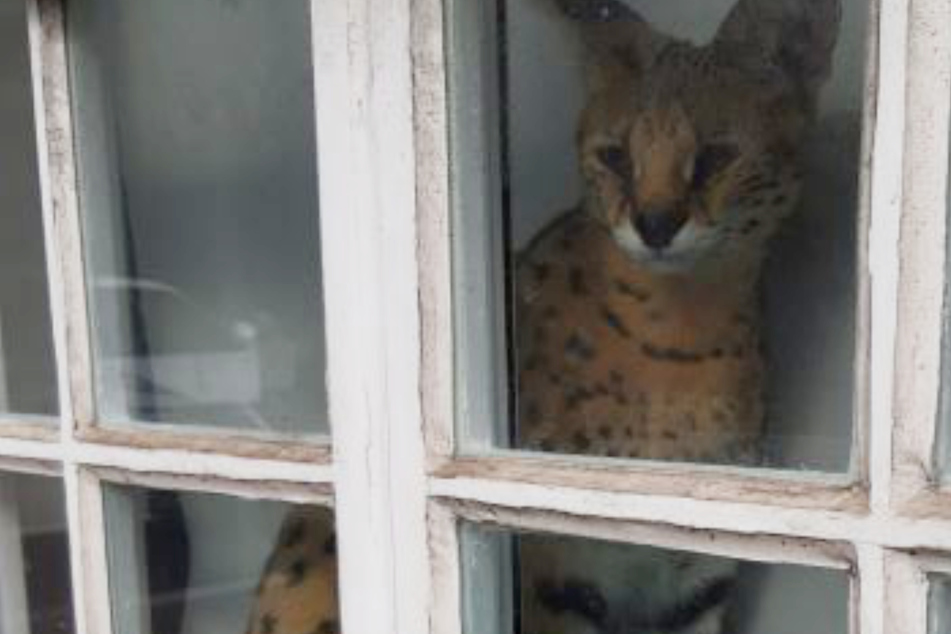 Nachbar ist schockiert, als er diese Katze sieht und ruft sofort die Polizei