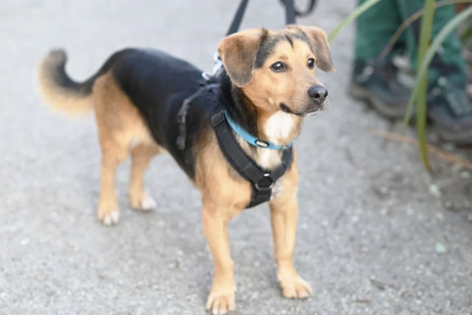 Der junge Rüde ist ein sehr aktiver Hund.