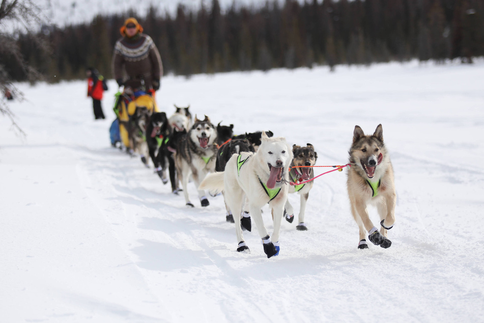 The 2023 Iditarod sled dog race in Alaska will kick off on Saturday.