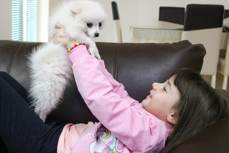 Pomeranians are a sweet and safe choice for families with kids.