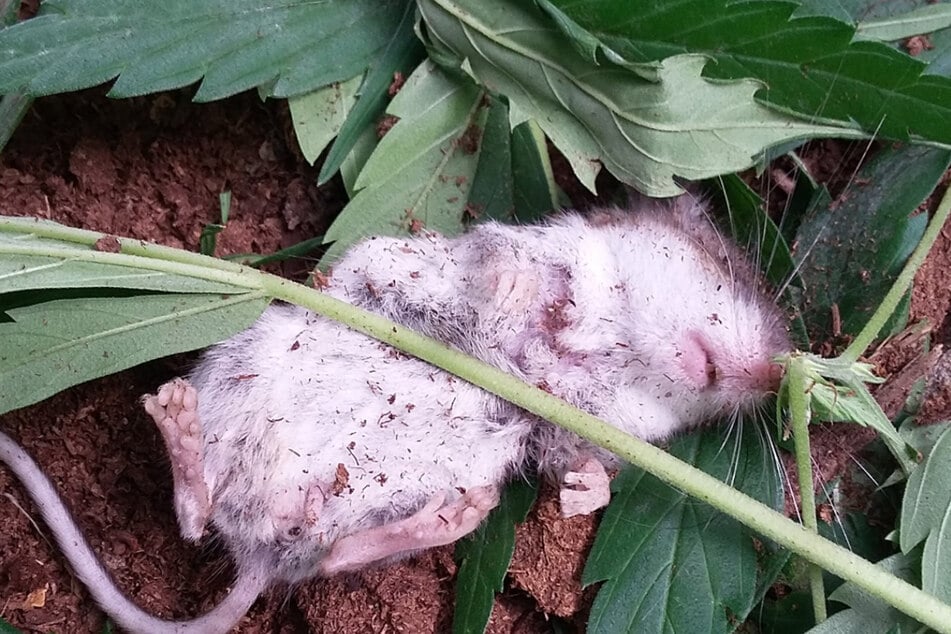 Von zu viel Marihuana-Knabberei verlor dieser kleine Fellknäuel das Bewusstsein, da musste ein menschlicher Freund zu Hilfe kommen.