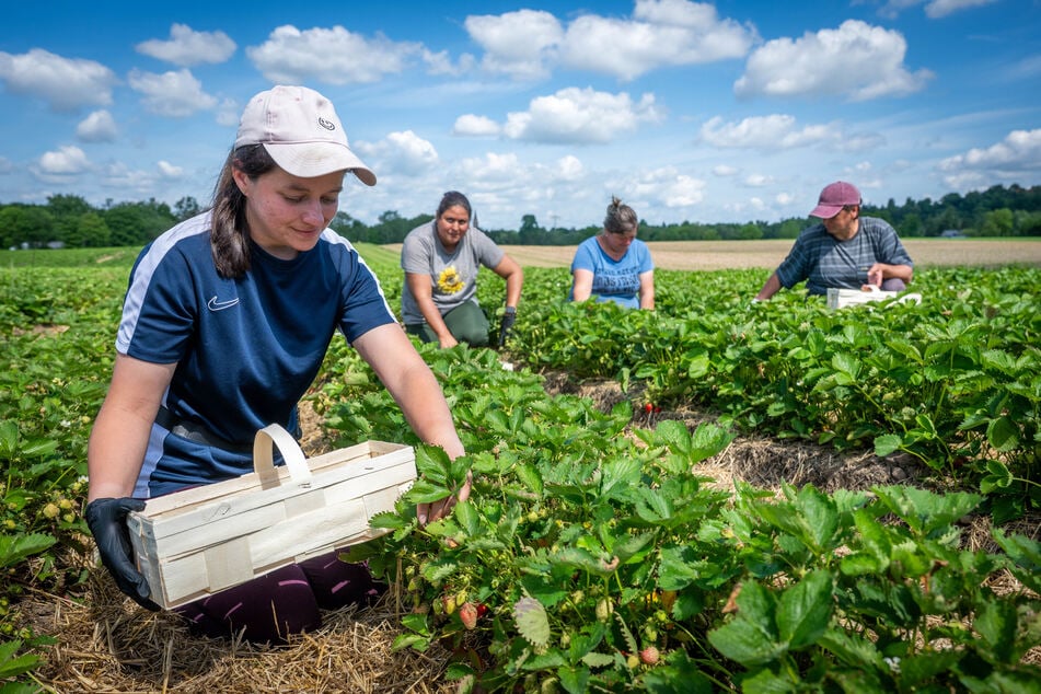 Durch die sommerlichen Temperaturen können Erdbeeren bereits ab Donnerstag auf dem Feld in Wilkau-Haßlau an der Bockwaer Kohlenstraße selbst gepflückt werden.