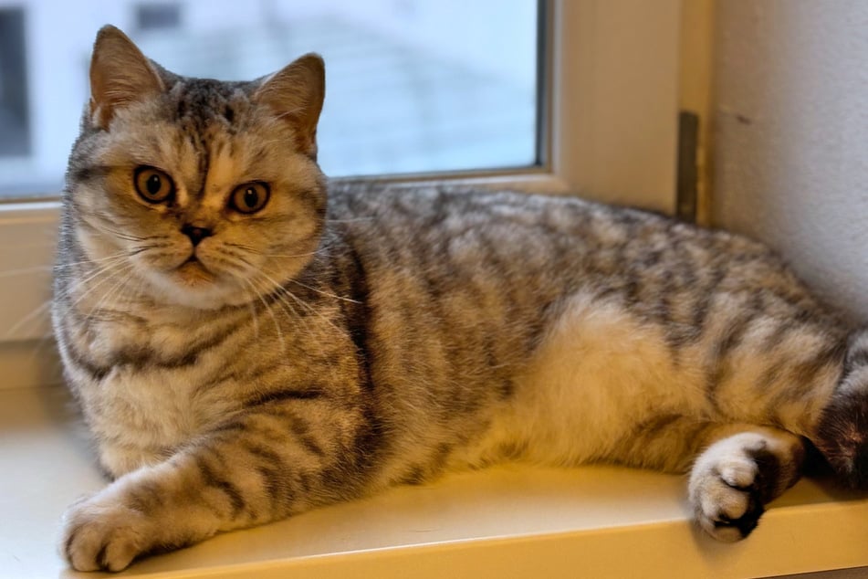 "Rita Kimmkorn" ist eine temperamentvolle Katze mit anhänglicher Seite.