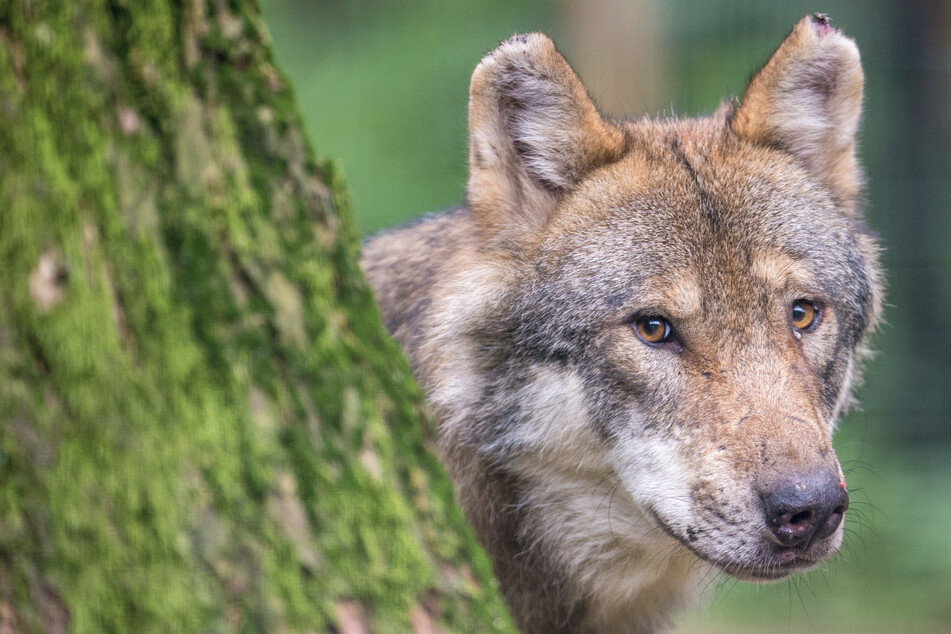 Knapp 40 Wolfsrudel leben allein ein Sachsen. Für viele ist der graue Jäger ein Dorn im Auge.