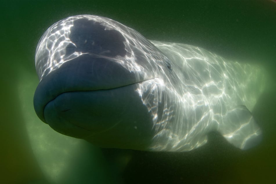 Look at this dude, the Beluga Whale sure is cute!