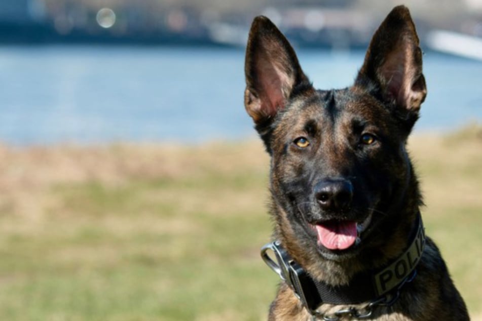 Teenie-Dieb stürzt bei Flucht vor Polizei, dann schlägt Stunde von Hündin Ciri