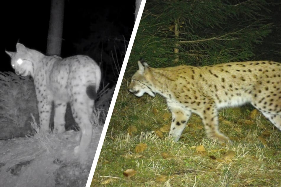 Neuer Luchs in Sachsen gesichtet: Wer ist "Bardi" und wo kommt er her?