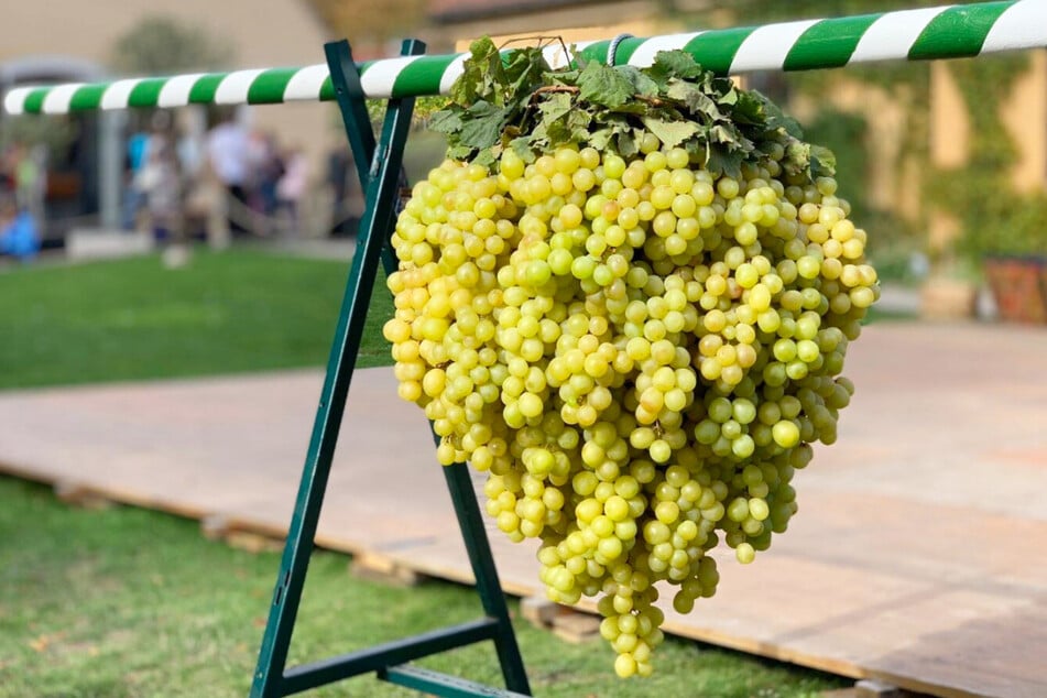 Im Hoflößnitz-Weingut findet das 9. Churfürstlichen Weinbergfest statt.