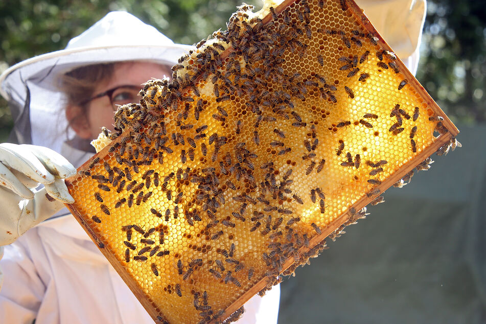 In NRW gibt es laut Landwirtschaftskammer rund 17.200 Imker mit etwa 110.000 Bienenvölkern. Die allermeisten Imker machen dies als Hobby. (Symbolfoto)