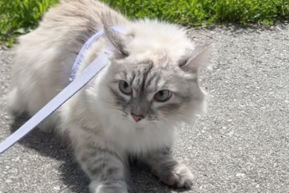 Auch bei Spaziergängen erschrickt sich Katze Freya regelmäßig - vor allem vor ihrer eigenen Besitzerin.