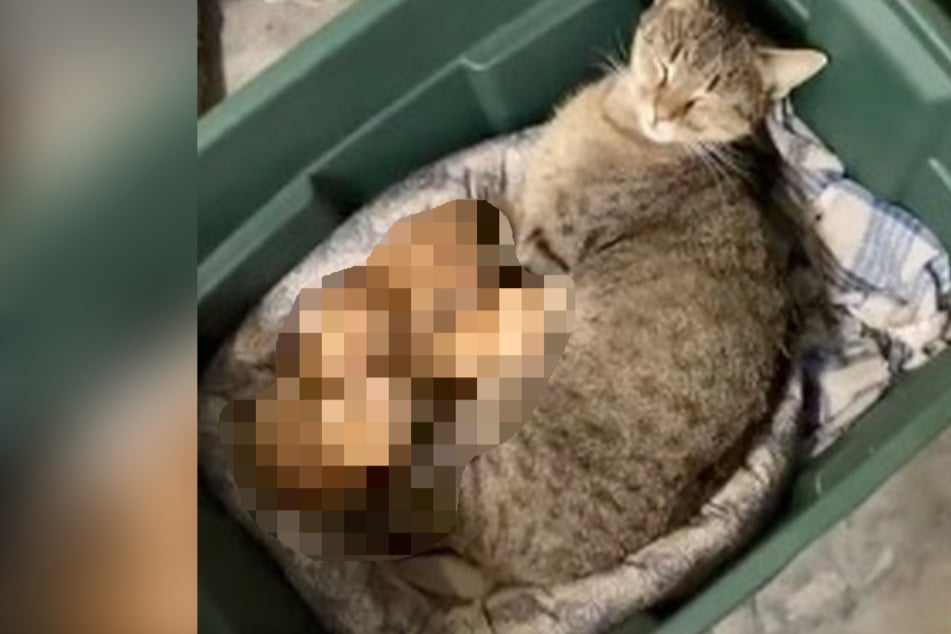 Who is this cat cuddling with here? Adorable video raises questions for TikTok users
