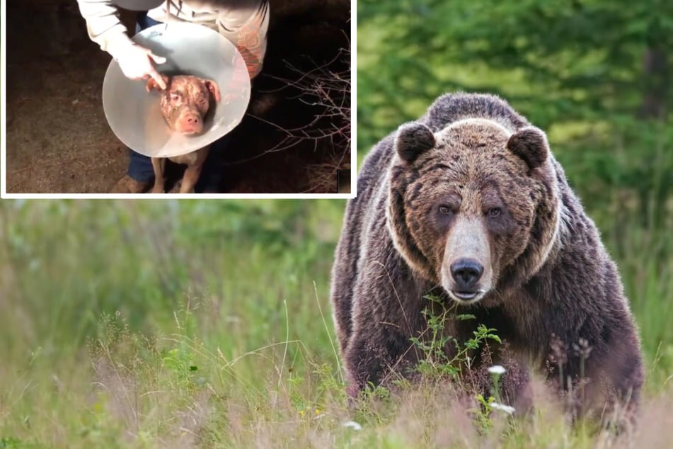 Heroic dog owner punches bear to save his beloved pet