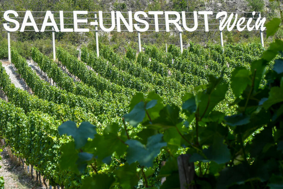 Über Pfingsten findet jährlich die Weinmeile im Saale-Unstrut-Gebiet statt - in diesem Jahr eben online.