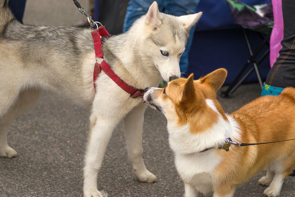 T-Stellung Hund: Hundeerziehung durch die richtige Körpersprache