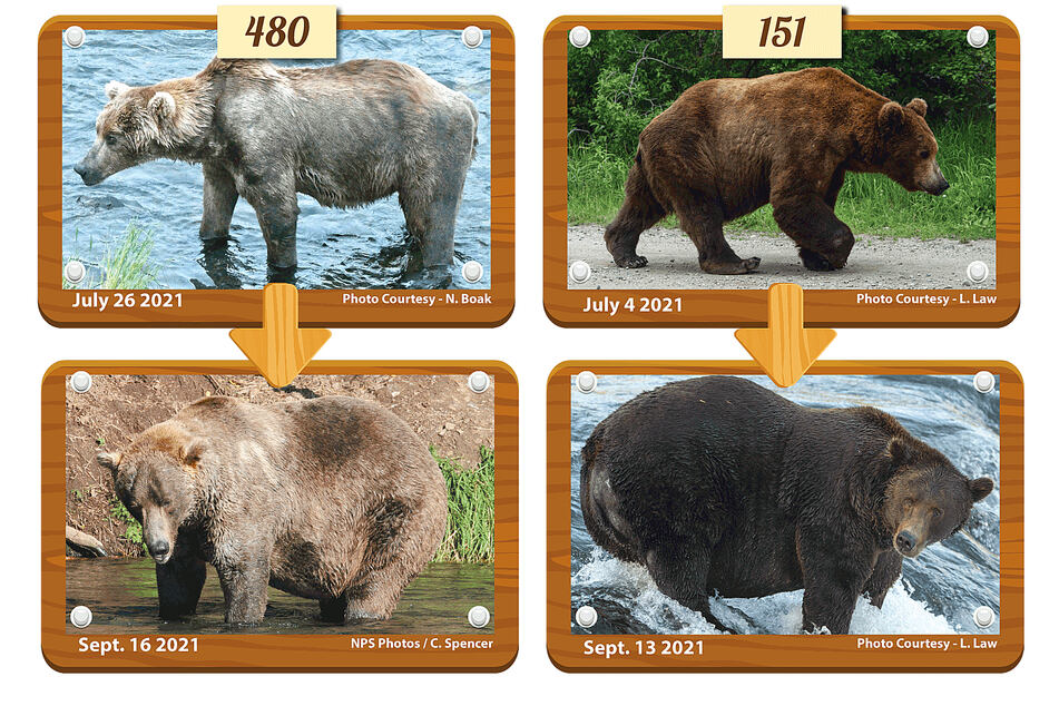 Otis (bear 480) and Walker (151), featured by Katmai National Park's before and after pictures during the Fat Bear contest.