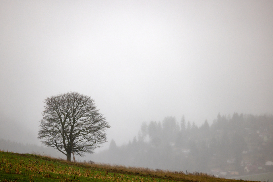 Dicke Nebelschwaden verdüstern das Wetter in Sachsen-Anhalt. (Symbolbild)