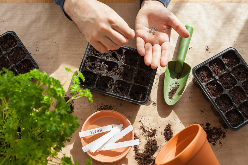 Um Kräuter zu ziehen, benötigt man Samen, Aufzuchterde, Pflanzschalen und ein wenig Wasser.