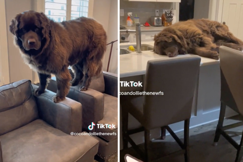Cocoa the Newfoundland loves to climb on furniture.