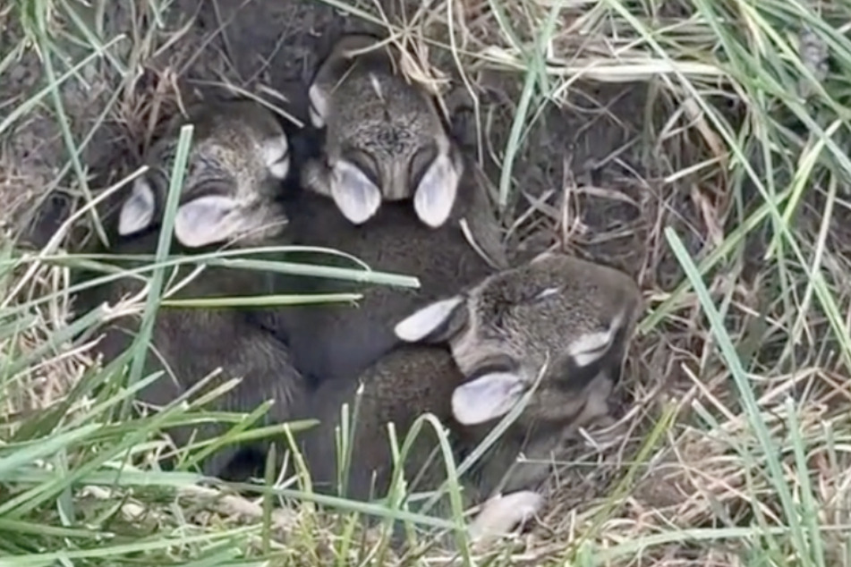 Drei kleine Hasen bewohnen das Loch im Garten der US-Amerikanerin Trisha.