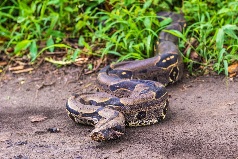 In einem Waldstück bei Schmölln wurde eine tote Boa constrictor entdeckt. (Symbolfoto)